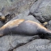 lion_sea_galapagos_spz_h_0047_ecu1743.jpg